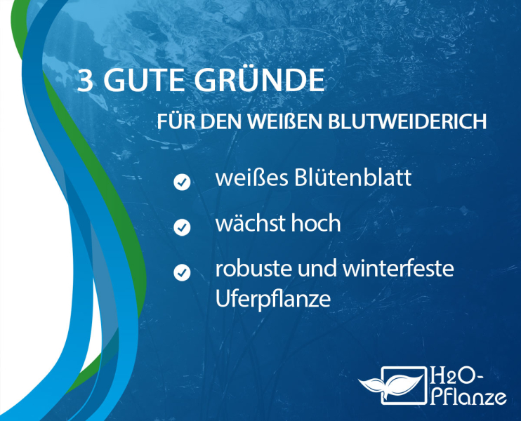 Preview: XXL Blutweiderich weiß im 2 Liter Pflanztopf